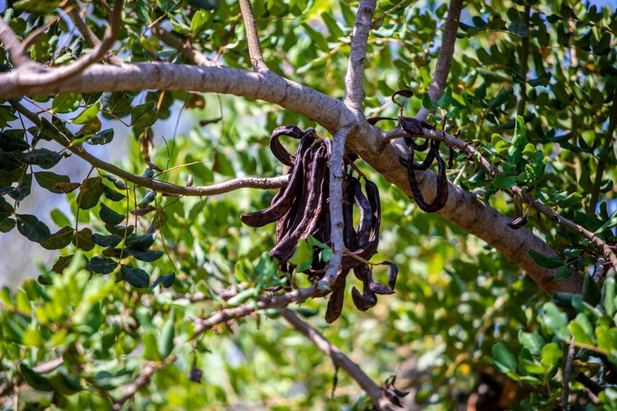 Finca Rural Es Pujol Sóller Εξωτερικό φωτογραφία
