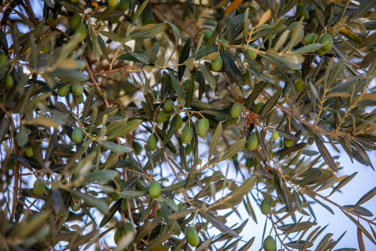 Finca Rural Es Pujol Sóller Εξωτερικό φωτογραφία