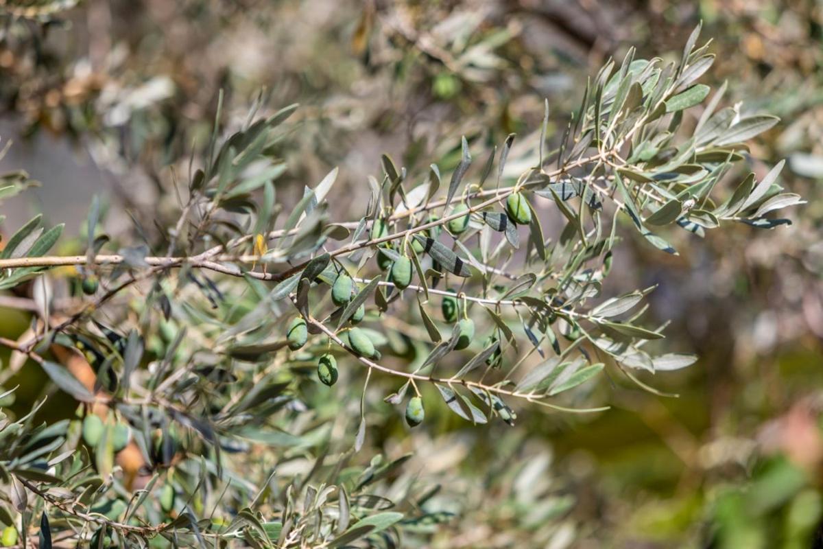 Finca Rural Es Pujol Sóller Εξωτερικό φωτογραφία