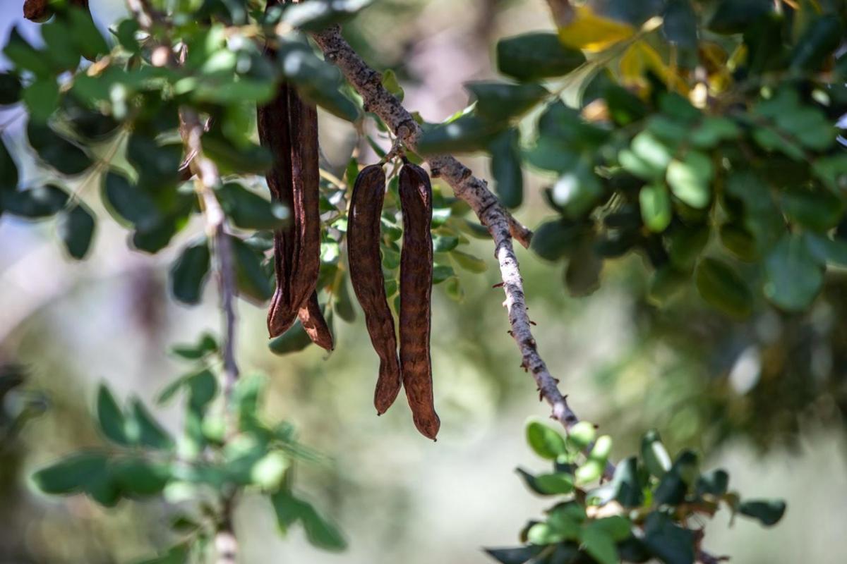 Finca Rural Es Pujol Sóller Εξωτερικό φωτογραφία